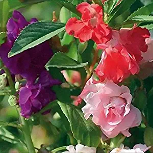 Impatiens Seeds - Camelia Flowered Mixed - Packet, Pink/Red/White/Violet