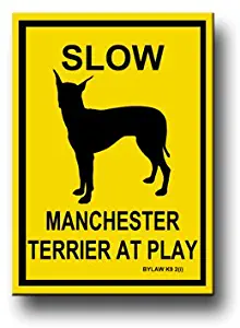 Manchester Terrier Slow At Play Fridge Magnet