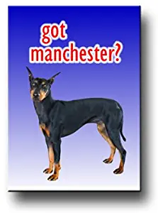 Manchester Terrier Got? Fridge Magnet