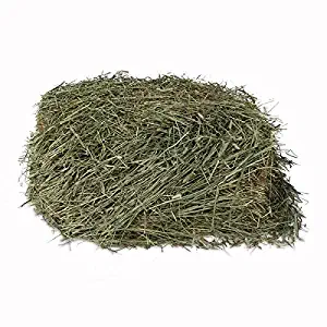 Kms Hayloft Premium 2nd Timothy Hay for Small Animals …