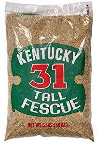 Barenbrug #701695 25LB KY 31 Grass Seed