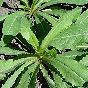 Wild Lettuce Seeds (Lactuca virosa) 50+ Rare Medicinal Herb Seeds in FROZEN SEED CAPSULES for The Gardener & Rare Seeds Collector, Plant Seeds Now or Save Seeds for Years