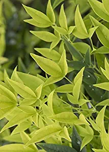 2.5 Quart - 'Lemon Lime' Nandina - Dwarf Evergreen Shrub With Feather Lime-Green Foliage